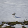 Killdeer