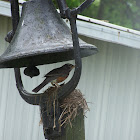 American robins