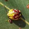 Spotted Paropsine Beetle