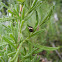 Rosemary Beetle on Lavender