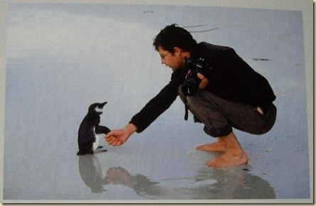 在福克蘭和企鵝玩裝死遊戲-14