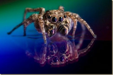 2.高科技跳躍運動員：DVD光碟上的蜘蛛