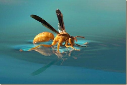 4.水池上取水的黃胡蜂