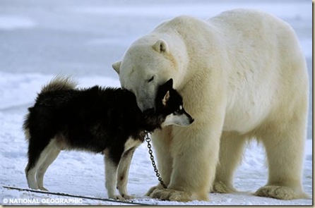 哈士奇vs.北極熊-03