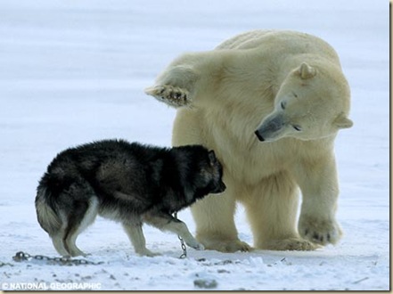 哈士奇vs.北極熊-02