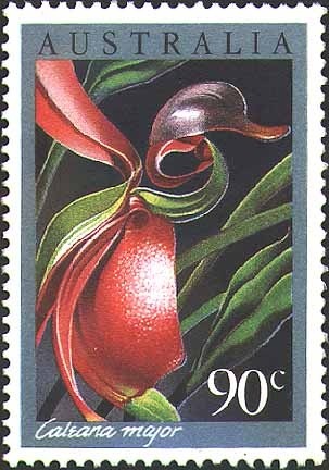 [Caleana_major00[1].jpg]