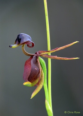 [Caleana_major_9[1].jpg]