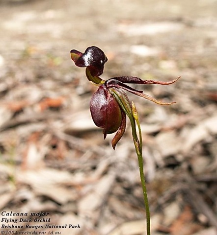 [Caleana_major_10[1].jpg]