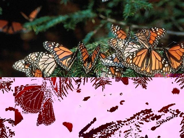 [Butterfly074.jpg]