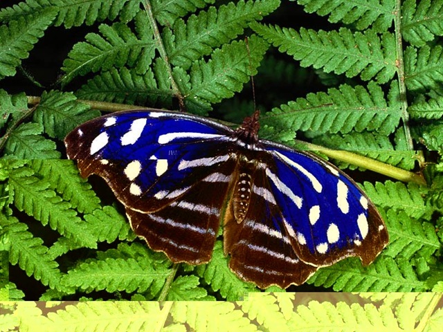 [Butterfly243.jpg]