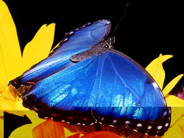 [Butterfly163.jpg]
