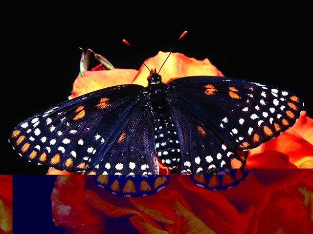 [Butterfly263.jpg]