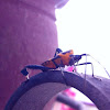 Large Milkweed Bug