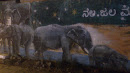 Elephant Wall Art