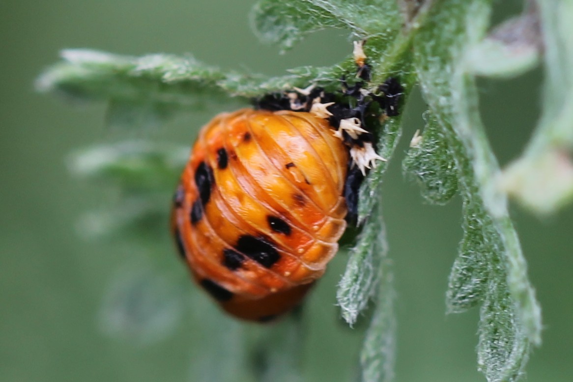 lady bug pupa Project Noah