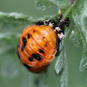 lady bug pupa