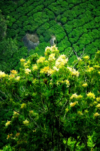 How to install India´s Nature Live Wallpaper 1.0.2 unlimited apk for android