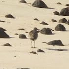 Whimbrel