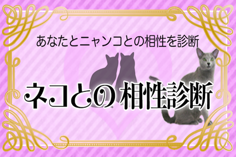 アナタの猫相性診断◇可愛い子猫画像集付き