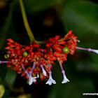 Indian snakeroot or sarpagandha