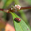spotted lady beetle