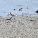 Black-bellied Plover