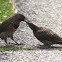 Yellow-shafted Northern Flicker