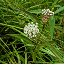 Swamp Milkweed