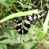 Tinolius moth caterpillar