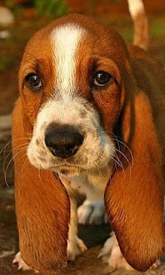 Free Download Basset Hounds Wallpapers APK for Android