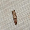 Cotton-tipworm-moth