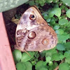 Split-banded Owlet - Mariposa de las Palmas