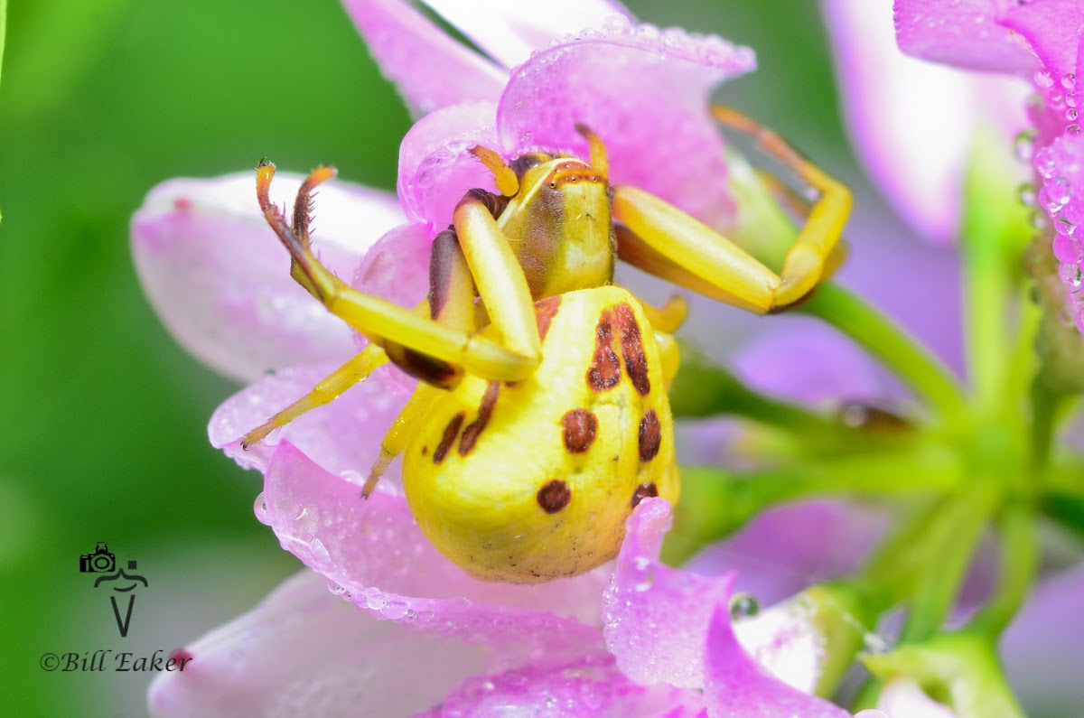 White-Banded Crab Spider