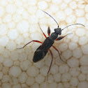 Seed bug