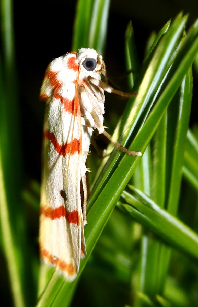 Red-striped tiger moth