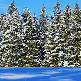 trees by Tiecha Broussard - Landscapes Forests