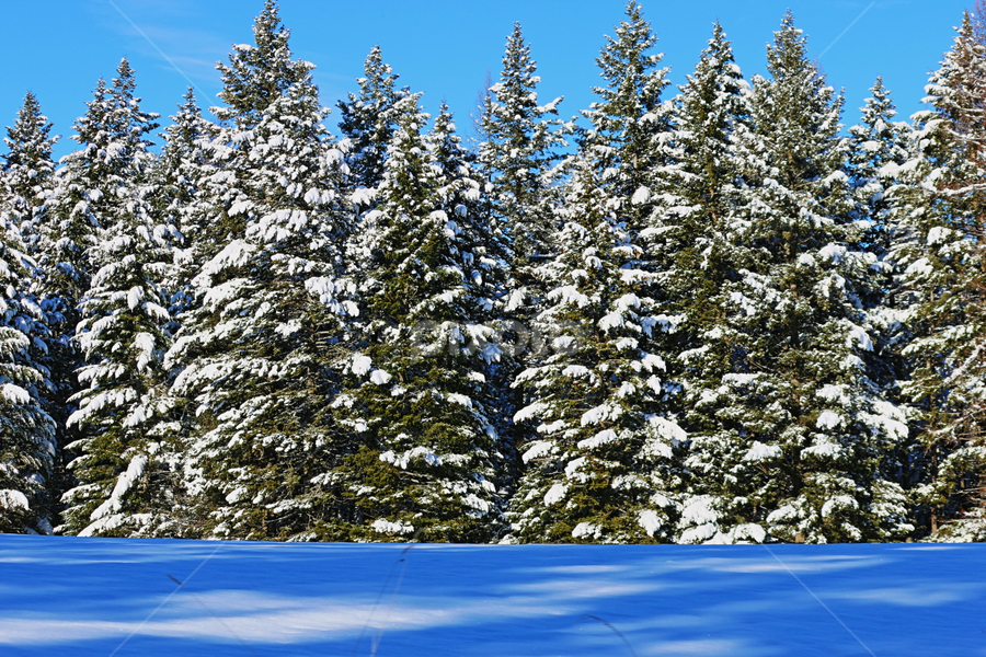 trees by Tiecha Broussard - Landscapes Forests