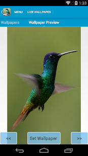 Amazing Hummingbirds Wallpaper(圖3)-速報App