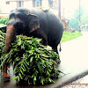 Asian or Asiatic elephant