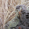 Fitchia Assassin Bug