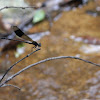 Black-banded Gossamerwing
