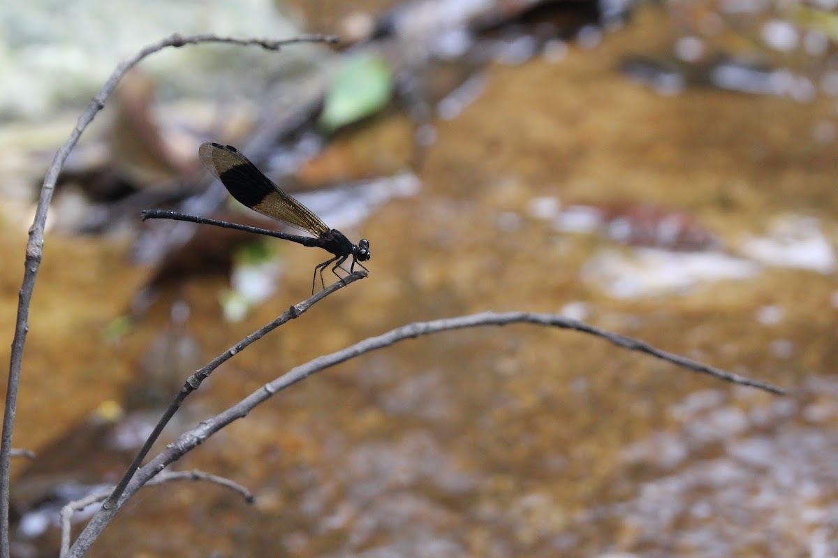 Black-banded Gossamerwing