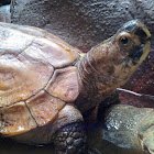 Sulawesi forest turtle