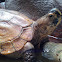 Sulawesi forest turtle