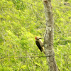Yucatan woodpecker