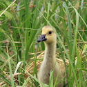 Canadian Goose Gosling