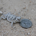 Texas Horned Lizard (Baby)
