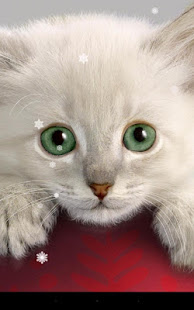Xmas Cat Live Wallpaper(圖1)-速報App