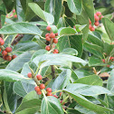 Fruits of the Banyan tree