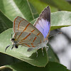 Azure Hairstreak